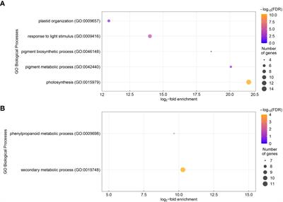 Assessment of transcriptional reprogramming of lettuce roots in response to chitin soil amendment
